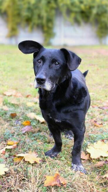 Dżeki szuka domu, mały, pies, odebrany interwencyjnie