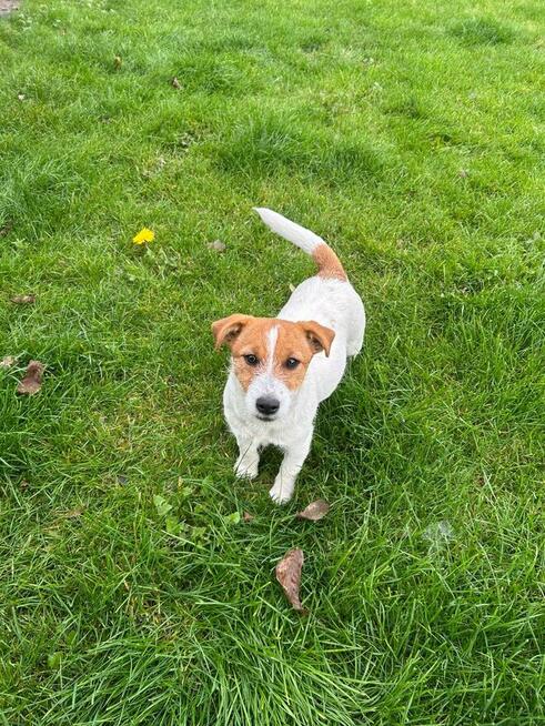 Suczka Jack Russell Terrier