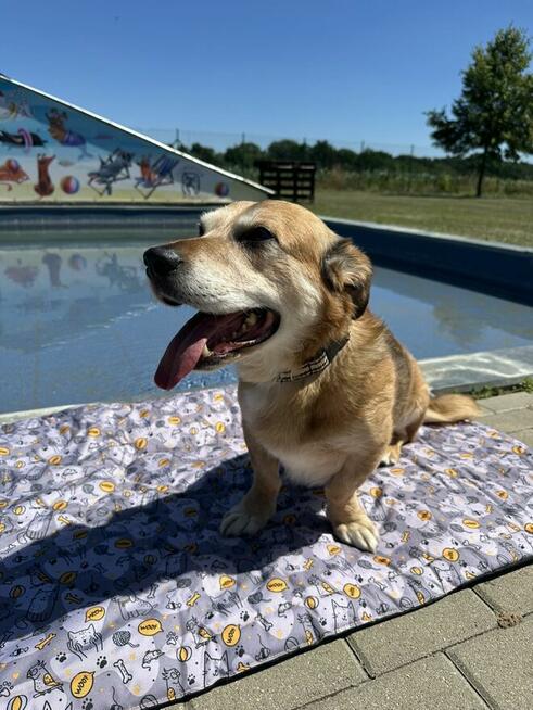 Penne - uwielbia głaskanie i bliskość człowieka
