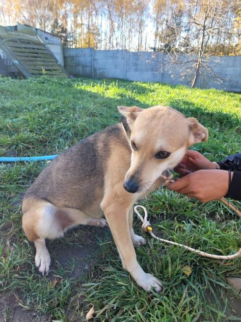 Brita delikatna suczka szuka domu