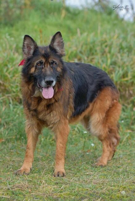 Koka - w typie Długowłosy owczarek niemiecki; wesoła