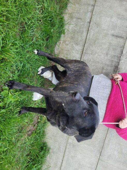 Fibi szuka domu stałego!