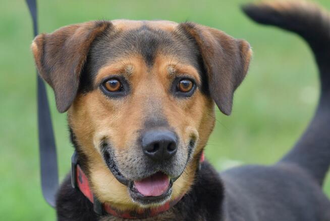 Kruger - czuły i oddany