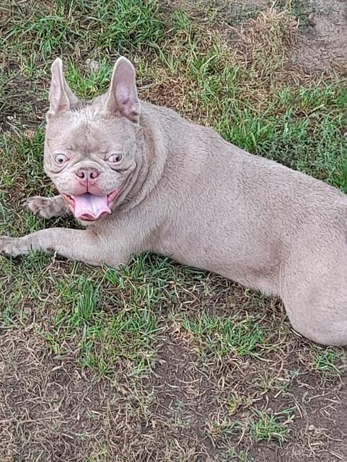 Buldog francuski reproduktor