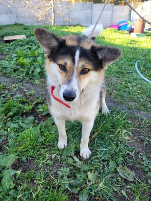 Frodo-corgi szuka domu