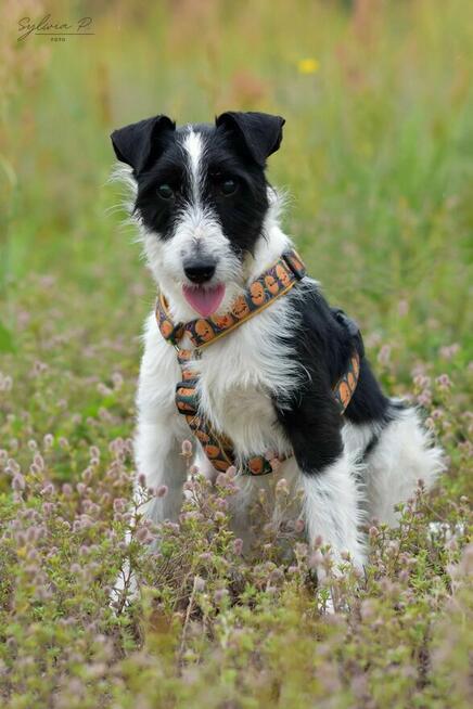 Kaktus - w typie Terrier; chętnie spędza czas z ludźmi