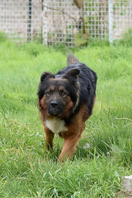 Wlad - w typie Owczarek; będzie wierny i oddany