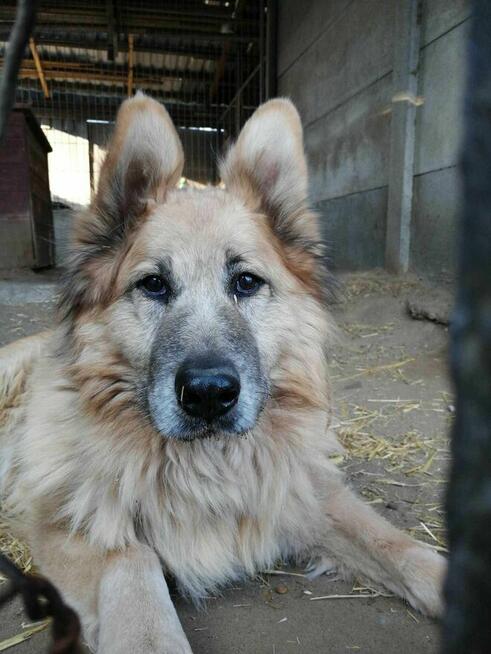 Konew - w typie Owczarek niemiecki długowłosy