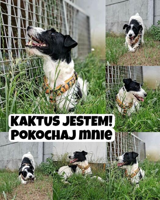 Kaktus - w typie Terrier; chętnie spędza czas z ludźmi