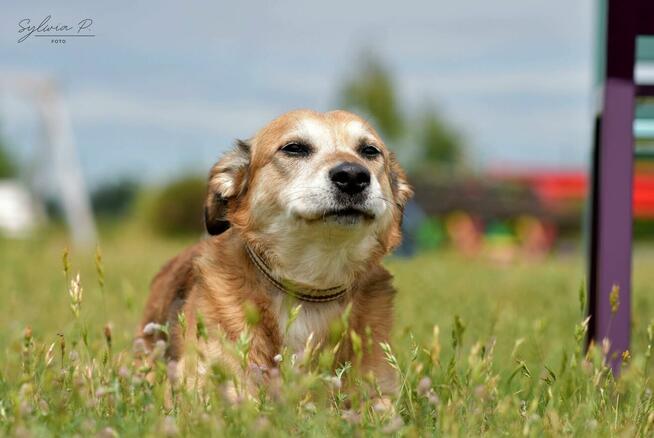 Penne - uwielbia głaskanie i bliskość człowieka