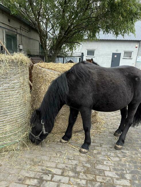 Mam na sprzedaż klacz kuc z źrebakiem