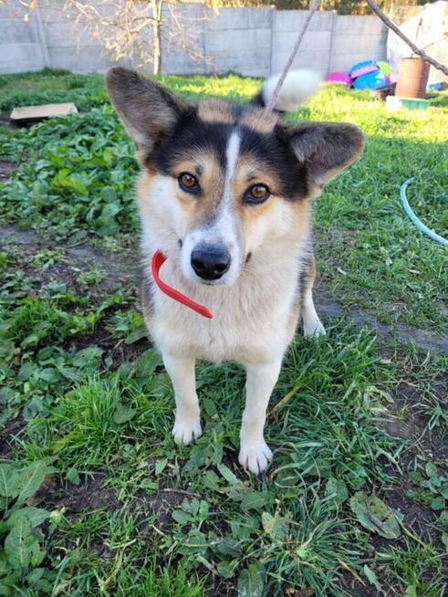 Frodo-corgi szuka domu