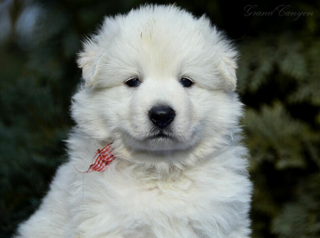 Biały Owczarek Szwajcarski