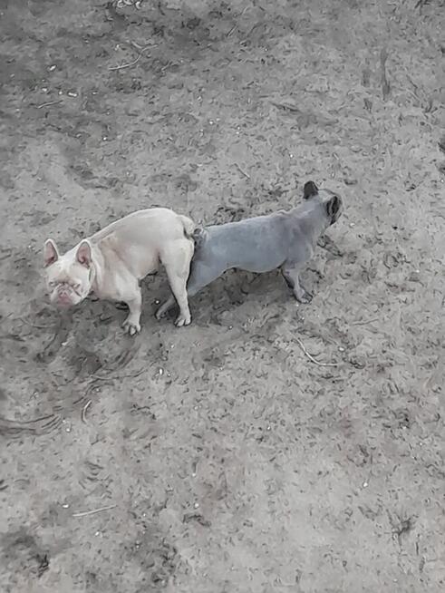 Buldog francuski reproduktor