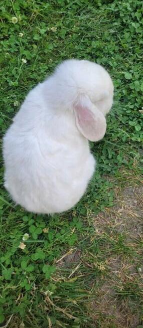 Mini Lop Wykastrowany Legalna Hodowla