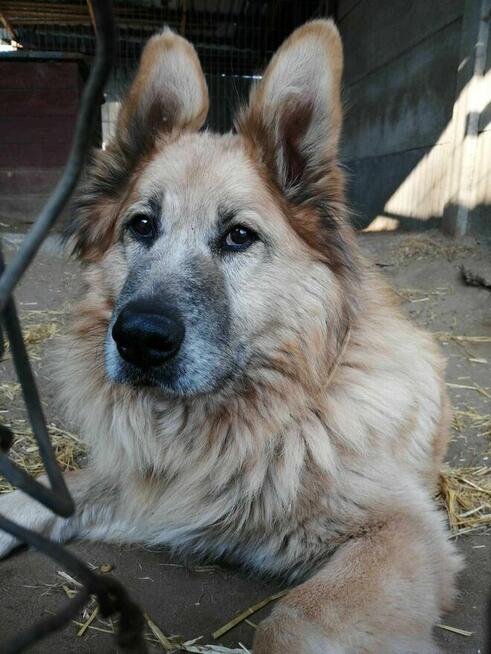 Konew - w typie Owczarek niemiecki długowłosy