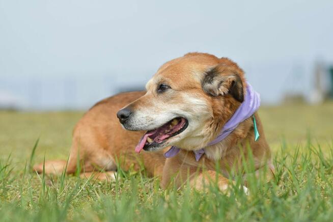 Penne - uwielbia głaskanie i bliskość człowieka