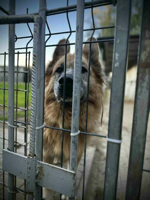 Konew - w typie Owczarek niemiecki długowłosy