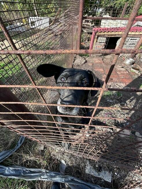 Dżeki szuka domu, mały, pies, odebrany interwencyjnie