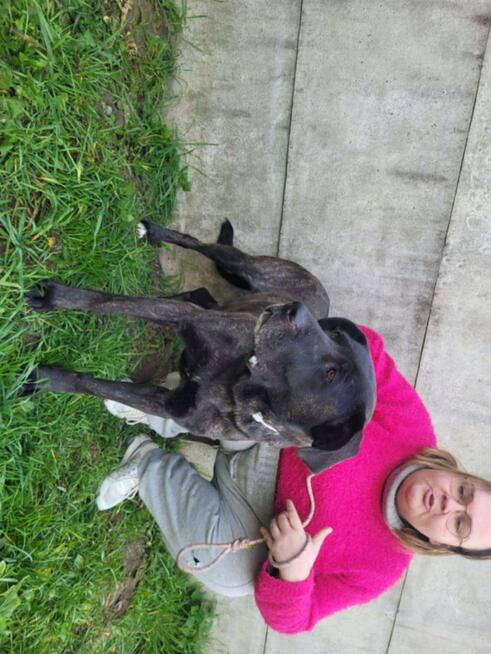 Fibi szuka domu stałego!