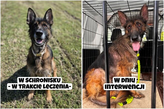 Koka - w typie Długowłosy owczarek niemiecki; wesoła