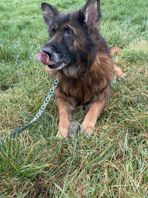 Koka - w typie Długowłosy owczarek niemiecki; wesoła