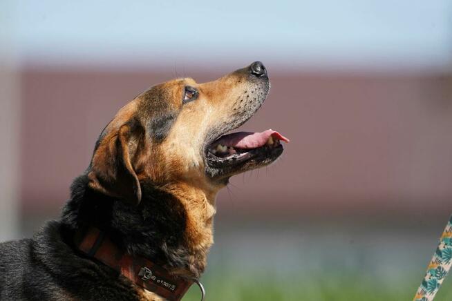 Kruger - czuły i oddany