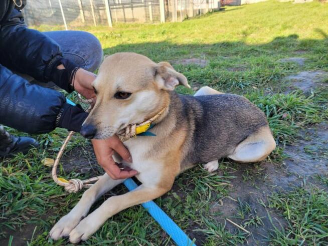 Brita-delikatna suczka szuka domu