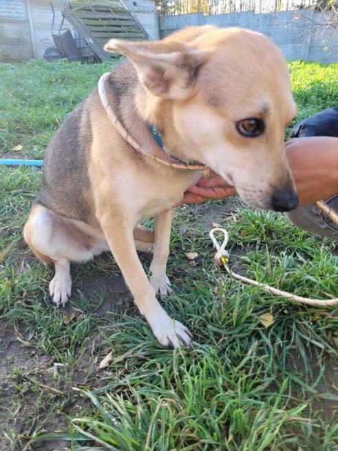 Brita-delikatna suczka szuka domu