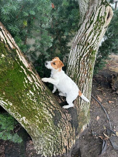 Suczka Jack Russell Terrier