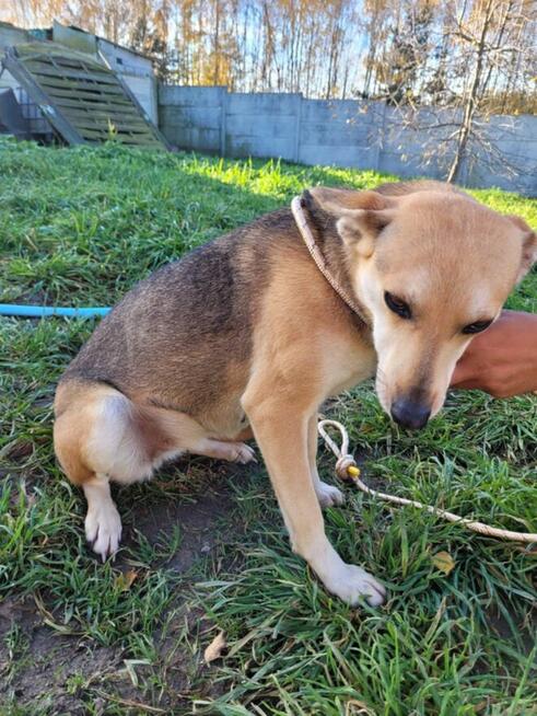 Brita delikatna suczka szuka domu