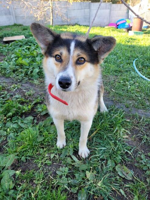 Frodo-corgi szuka domu