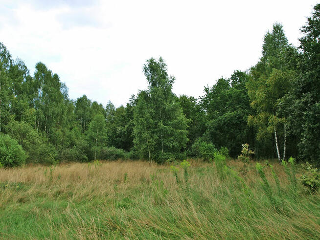 DĘBOWA OSTOJA piękne działki budowlane w Urzutach! dz. 25