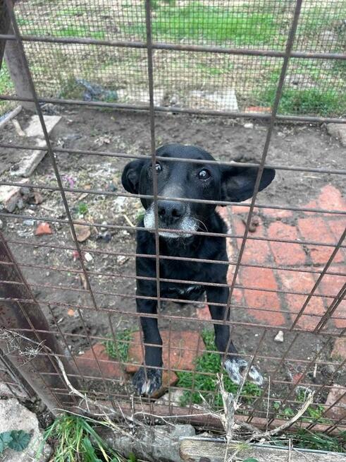 Dżeki szuka domu, mały, pies, odebrany interwencyjnie