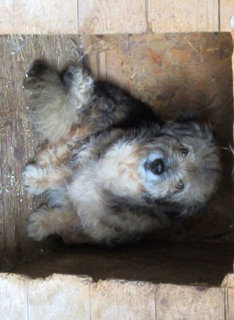 Loczek-mały piesek szuka domu