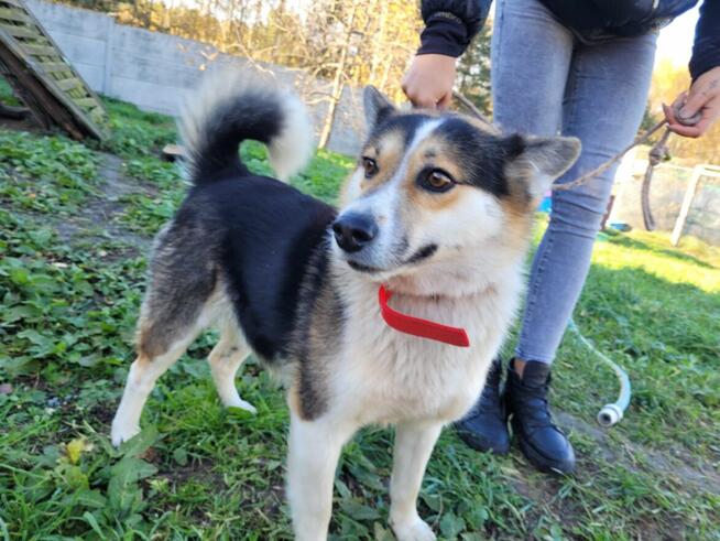 Frodo-corgi szuka domu