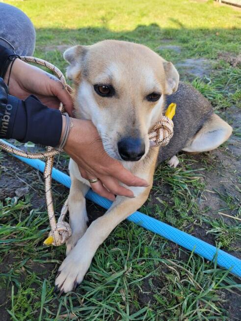 Brita-delikatna suczka szuka domu