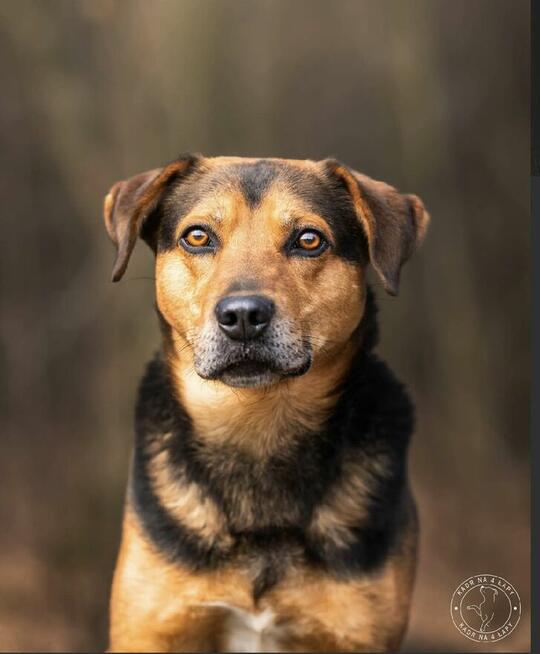 Kruger - czuły i oddany