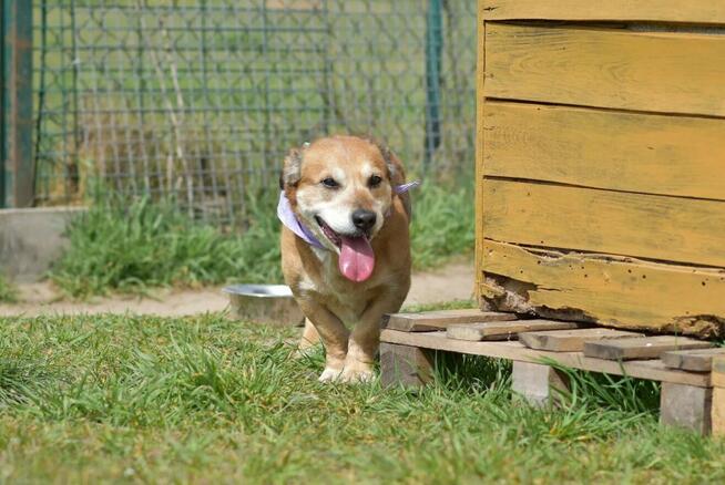 Penne - uwielbia głaskanie i bliskość człowieka