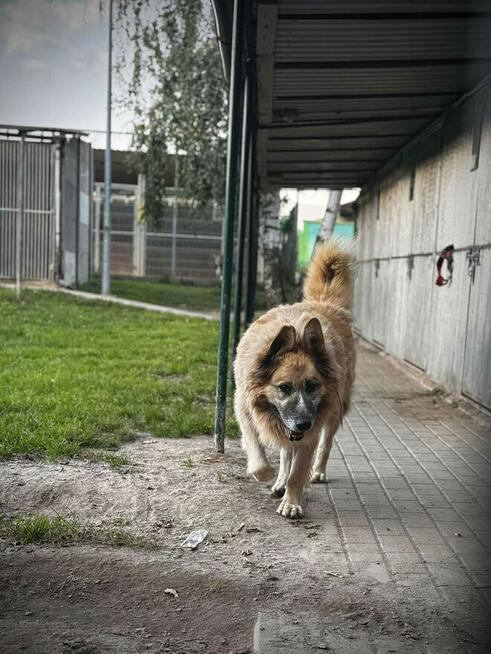 Konew - w typie Owczarek niemiecki długowłosy