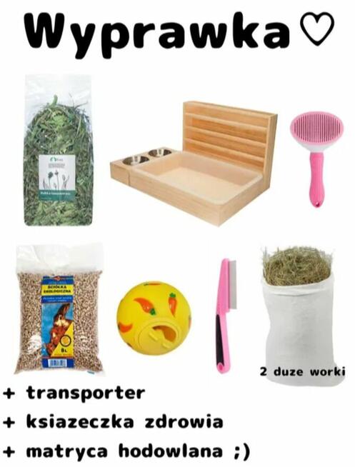 Mini Lop Wykastrowany Legalna Hodowla