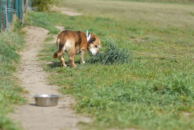 Penne - uwielbia głaskanie i bliskość człowieka