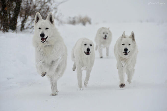 Biały Owczarek Szwajcarski