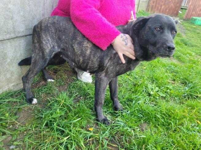 Fibi szuka domu stałego!