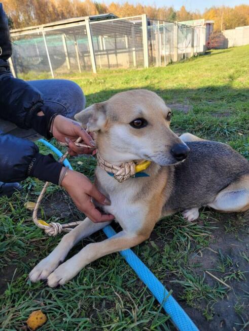 Brita-delikatna suczka szuka domu