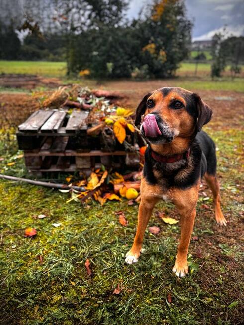 Kruger - czuły i oddany