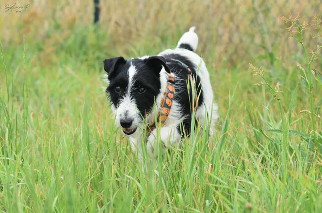 Kaktus - w typie Terrier; chętnie spędza czas z ludźmi