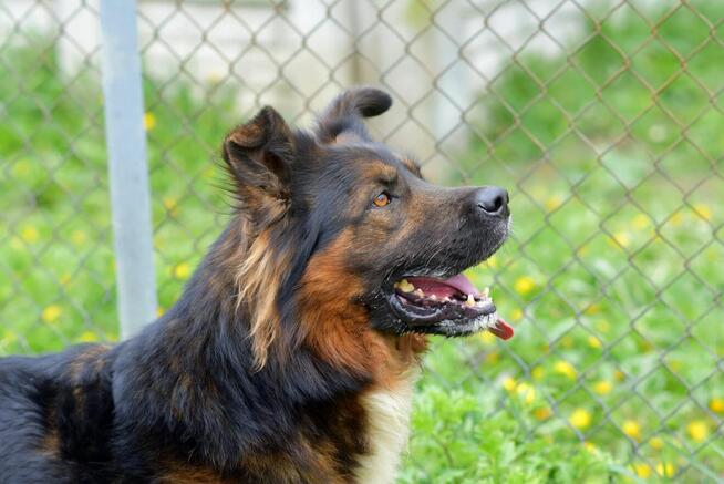 Wlad - w typie Owczarek; będzie wierny i oddany