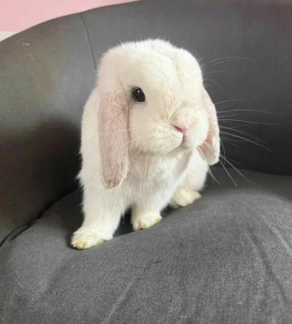 Mini Lop Wykastrowany Legalna Hodowla