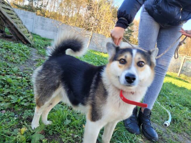 Frodo-corgi szuka domu